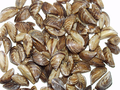Zebra mussel invasive USGS.png