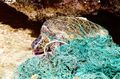 Turtle entangled in marine debris (ghost net) NOAA.jpg