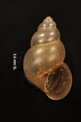 To ANSP Malacology Collection (syntype of Paludestrina salsa. Pilsbry, 1905. Nautilus 19 (8): 90-91, pl. 3, fig 10  - catalog no. 90445)