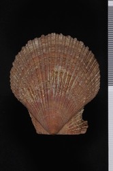 To ANSP Malacology Collection (syntypes? of Pecten pealii. Conrad, 1831. American marine conchology ; or descriptions and coloured figures of the shells of the Atlantic coast of North America : 11-12 - catalog no. 56149)