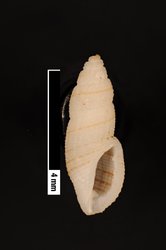 To ANSP Malacology Collection (syntypes of Clathurella tumida. Pease, 1868. American Journal of Conchology 3 (3): 218, pl. 15, fig. 14  - catalog no. 15813)