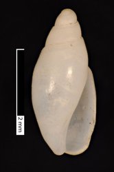 To ANSP Malacology Collection (syntypes of Olivella simplex. Pease, 1868. American Journal of Conchology 3 (4): 281-282, pl. 23, fig. 24  - catalog no. 28969)