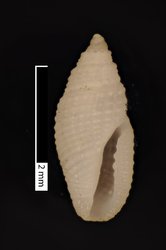 To ANSP Malacology Collection (syntype of Daphnella curta. Pease, 1868. American Journal of Conchology 3 (3): 221, pl. 15, fig. 22  - catalog no. 16956)