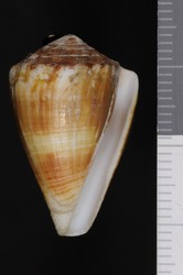 To ANSP Malacology Collection (syntype of Conus gloynei. Sowerby, 1881. Proceedings of the Zoological Society of London : 637, pl. 56, fig. 5  - catalog no. 33889)