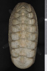 To ANSP Malacology Collection (syntypes of Ischnochiton conspicuus. Pilsbry, 1892. Manual of Conchology (Ser. 1) 14 (53-54): 63, pl. 15, figs. 91-96 - catalog no. 35709)