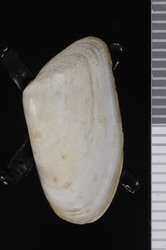 To ANSP Malacology Collection (syntype of Donax californica. Conrad, 1837. Journal of the Academy of Natural Sciences of Philadelphia 7: 254 - catalog no. 52966)