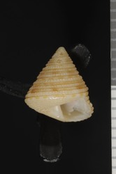 To ANSP Malacology Collection (syntypes of Calliostoma nevilli. Sowerby III, 1905. Annals and Magazine of Natural History (Ser. 7) 16 (185): 185  - catalog no. 97684)