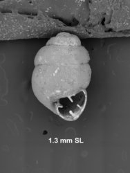 To ANSP Malacology Collection (syntypes of Vertigo hebardi. Vanatta, 1912. Proceedings of the Academy of Natural Sciences of Philadelphia 64: 445, text fig.  - catalog no. 106359)