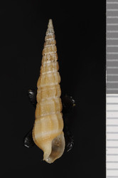 To ANSP Malacology Collection (holotype of Terebra ira. Pilsbry & Lowe, 1932. Proceedings of the Academy of Natural Sciences of Philadelphia 84: 43, pl. 1, fig. 3 - catalog no. 155280)