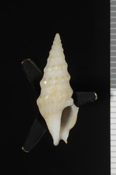 To ANSP Malacology Collection (holotype of Imaclava pilsbryi. Bartsch, 1950. Nautilus 63 (3): 88-89, pl. 6, fig. 6 - catalog no. 164446)