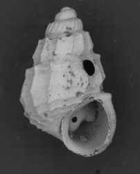 To ANSP Malacology Collection (syntypes of Rissoa charope. Melvill & Standen, 1901. Proceedings of the Zoological Society of London 2: 365, pl. 22, fig. 8 - catalog no. 164798)