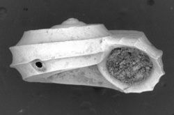 To ANSP Malacology Collection (syntypes of Cyclostrema quadricarinatum. Melvill & Standen, 1901. Proceedings of the Zoological Society of London 2: 346, pl. 22, fig. 2  - catalog no. 164837)