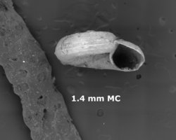 To ANSP Malacology Collection (syntype of Vitrinella campylochila. Pilsbry & Olsson, 1952. Proceedings of the Academy of Natural Sciences of Philadelphia 104: 75-76, pl. 13, fig. 3-3a - catalog no. 187803)