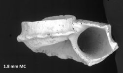 To ANSP Malacology Collection (holotype of Lydiphnis strongi. Pilsbry & Olsson, 1952. Proceedings of the Academy of Natural Sciences of Philadelphia 104: 61, pl. 10, figs. 3-3b - catalog no. 187862)