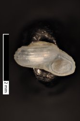 To ANSP Malacology Collection (holotype of Vitrinella semisculpta. Olsson & McGinty, 1958. Bulletins of American Paleontology 39 (177): 30-31, pl. 3, figs. 2, 2a, 2b - catalog no. 211888)