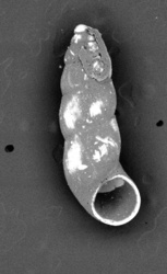 To ANSP Malacology Collection (holotype of Nodulus megalostomus. Olsson & McGinty, 1958. Bulletins of American Paleontology 39 (177): 27-28, pl. 1, fig. 4 - catalog no. 211906)