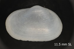 To ANSP Malacology Collection (holotype of Orobitella margarita. Olsson, 1961. Mollusks of the Tropical Eastern Pacific : 237 - catalog no. 218884)