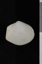 To ANSP Malacology Collection (syntype of Cyathodonta tumbeziana. Olsson, 1961. Mollusks of the Tropical Eastern Pacific : 460, pl. 38, fig. 1, 1a  - catalog no. 218952)