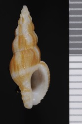 To ANSP Malacology Collection (holotype of Caducifer weberi. Watters, 1983. Nautilus 97: 125-128, text-fig. 1, 2 - catalog no. 355365)