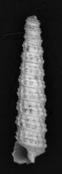 To ANSP Malacology Collection (paratypes of Inella apexbilirata. Rolan & Fernandez-Garces, 2008. Iberus 26 (1): 104, text-fig. 12D - catalog no. 367840)