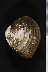 To ANSP Malacology Collection (syntype of Unio metaplata. Rafinesque, 1831. Continuation of a monograph of the bivalve shells of the River Ohio : 4  - catalog no. 20258)