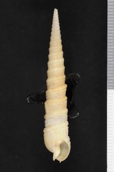 To ANSP Malacology Collection (syntypes of Terebra langfordi. Pilsbry, 1921. Proceedings of the Academy of Natural Sciences of Philadelphia 72 (3): 303-304, pl. 12, fig. 5 - catalog no. 117038)