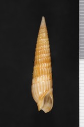 To ANSP Malacology Collection (syntypes of Terebra spaldingi. Pilsbry, 1921. Proceedings of the Academy of Natural Sciences of Philadelphia 72 (3): 308-309, pl. 12, fig. 13 - catalog no. 117044)