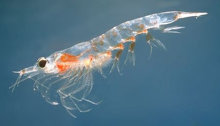 Marine Plankton - MarineSpecies Introduced Traits Wiki