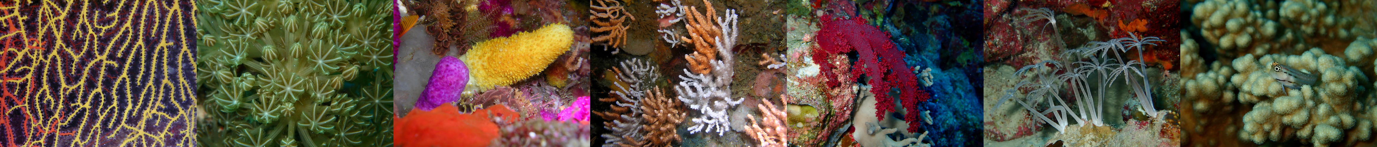 Octocorallia - attrdefinitions banner bottom