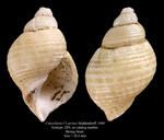 Cancellaria (?) arctica Middendorff, 1849. Syntype