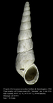 Pyrgula (Turricaspia) nevesskae Golikov & Starobogatov, 1966. Holotype