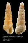 Cerithiopsis flavida Golikov & Gulbin, 1978. Holotype