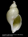 Gymnobela oculifera Kantor & Sysoev, 1986. Holotype