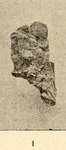 Spirastrella vagabunda var. arabica Topsent, 1893