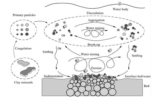 Schematic representation of mud floc dynamics. © Maggi (2005). [5].