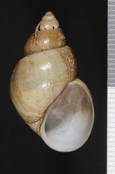 To ANSP Malacology Collection (syntype of Paludina rufa. Haldeman, 1841. A Monograph of the Limniades and other Freshwater Univalve Shells of North America 3: p. 3 of wrapper, pl. 3, fig. 1  - catalog no. 8492)