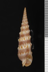 To ANSP Malacology Collection (holotype of Terebra malonei. Vanatta, 1925. Proceedings of the Academy of Natural Sciences of Philadelphia 76: 424-425, text figure 5 - catalog no. 8873)