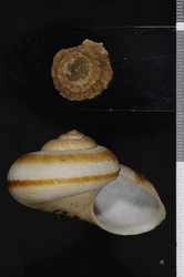 To ANSP Malacology Collection (holotype of Aperostoma princeps. Pilsbry, 1935. Proceedings of the Academy of Natural Sciences of Philadelphia 87: 3, pl. 1, figs. 1, 1a, 1b  - catalog no. 12930)