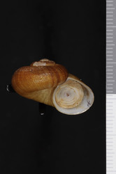 To ANSP Malacology Collection (holotype of Poteria vincentina. Pilsbry, 1935. Proceedings of the Academy of Natural Sciences of Philadelphia 87: 4, pl. 1, figs. 2, 2a  - catalog no. 12953)