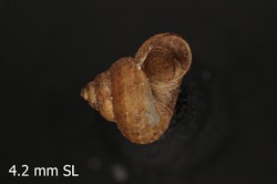 To ANSP Malacology Collection (syntypes of Cyclophorus raripilus. Morelet, 1881. Journal de Conchyliologie 29: 234-235, pl. 10, fig. 9 - catalog no. 13423)