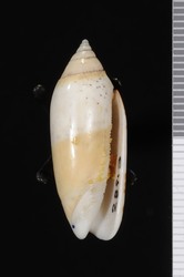 To ANSP Malacology Collection (syntype of Oliva labuanensis. Marrat, 1871. Thesaurus Conchyliorum 4: 25 - catalog no. 28913)