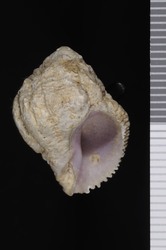 To ANSP Malacology Collection (syntypes of Purpura bulbiformis. Conrad, 1837. Journal of the Academy of Natural Sciences of Philadelphia 7: 266-267, pl. 20, fig. 23 - catalog no. 36799)