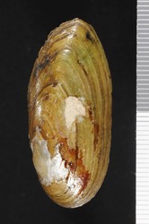 To ANSP Malacology Collection (syntypes of Unio lanceolatus. Lea, 1828. Transactions of the American Philosophical Society (Ser. 2) 3: 266-267  - catalog no. 41572)