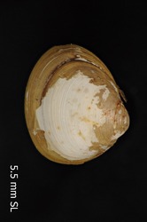 To ANSP Malacology Collection (syntype of Pisidium sphaericum. Sterki, 1912. Nautilus 26 (1): 8 - catalog no. 44321)