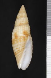 To ANSP Malacology Collection (syntype of Mitra emersoni. Pilsbry, 1921. Proceedings of the Academy of Natural Sciences of Philadelphia 72 (3): 316, pl. 12, fig. 19  - catalog no. 46804)