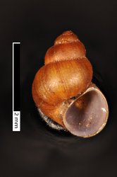 To ANSP Malacology Collection (syntype of Amnicola augustina. Pilsbry, 1904. Nautilus 17 (10): 113-114  - catalog no. 58088)