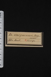 To ANSP Malacology Collection (syntype of Lymneus megasomus. Say, 1824. Narrative of an Expedition to the Source of St. Peter's River, Lake Winnepeek, Lake of the Woods, &c, &c. 2: 263  - catalog no. 58388)