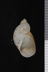 To ANSP Malacology Collection (syntypes of Succinea greerii. Tryon, 1866. American Journal of Conchology 2 (3): 232, pl. 2, fig. 8  - catalog no. 65369)