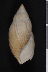 To ANSP Malacology Collection (holotype of Euglandina gigantea. Pilsbry, 1926. Proceedings of the Academy of Natural Sciences of Philadelphia 78: 95, pl. 10, fig. 8  - catalog no. 67142)