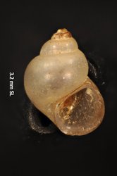 To ANSP Malacology Collection (syntype of Amnicola sanctijohannis. Pilsbry, 1899. Nautilus 13 (2): 20, not figured  - catalog no. 69461)